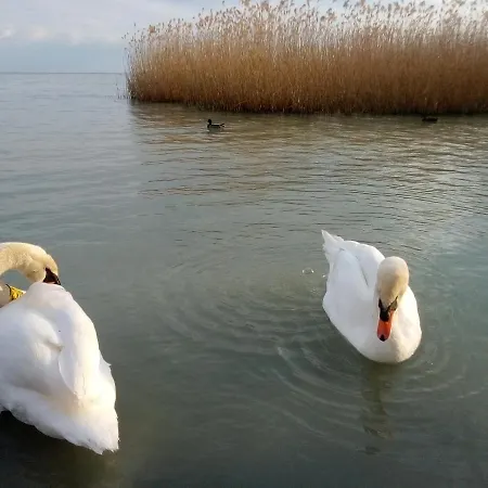 Le P'tit Baigneur - Balaton Landsted *